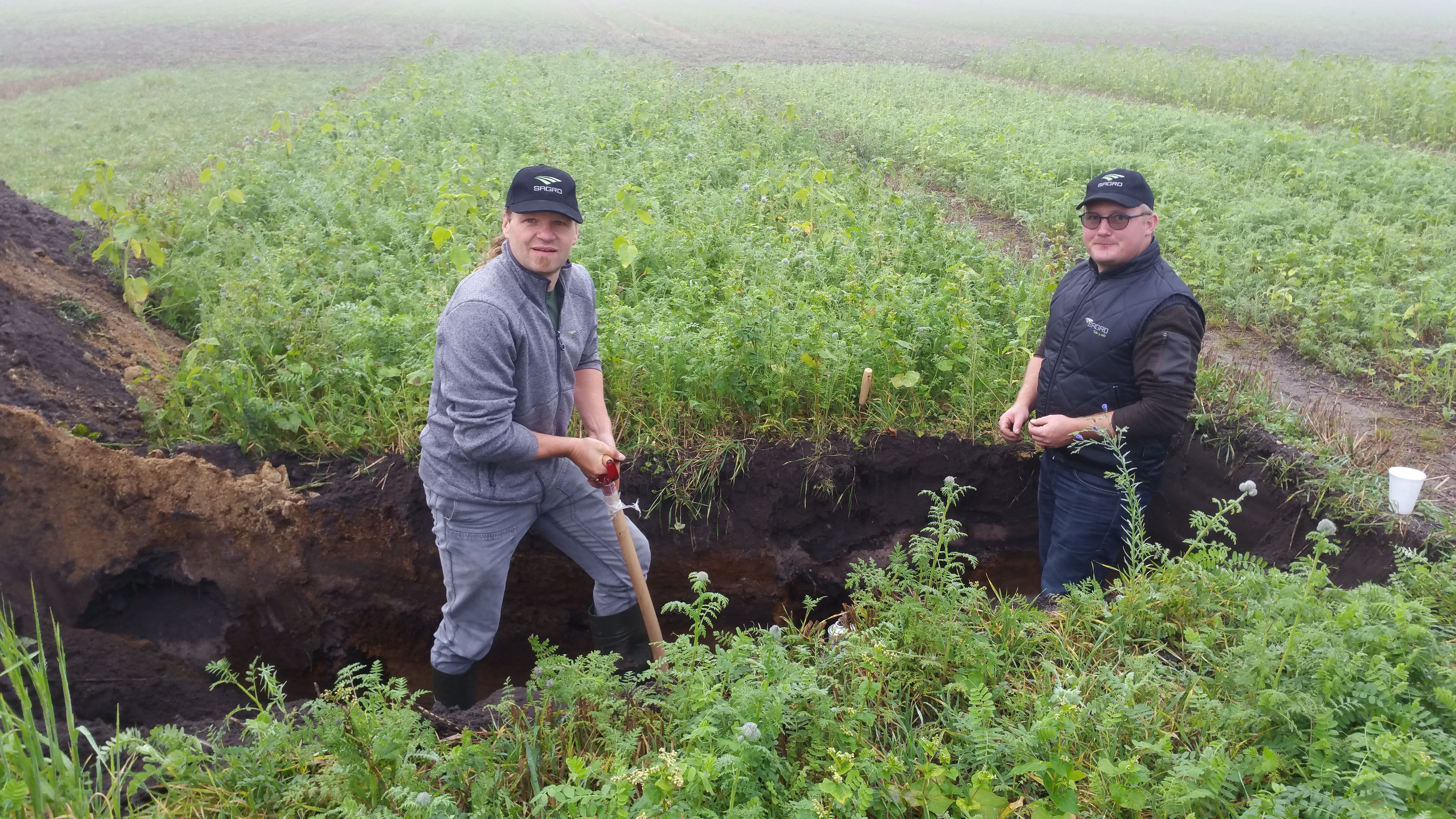 SAGRO satser på efterafgrøderne