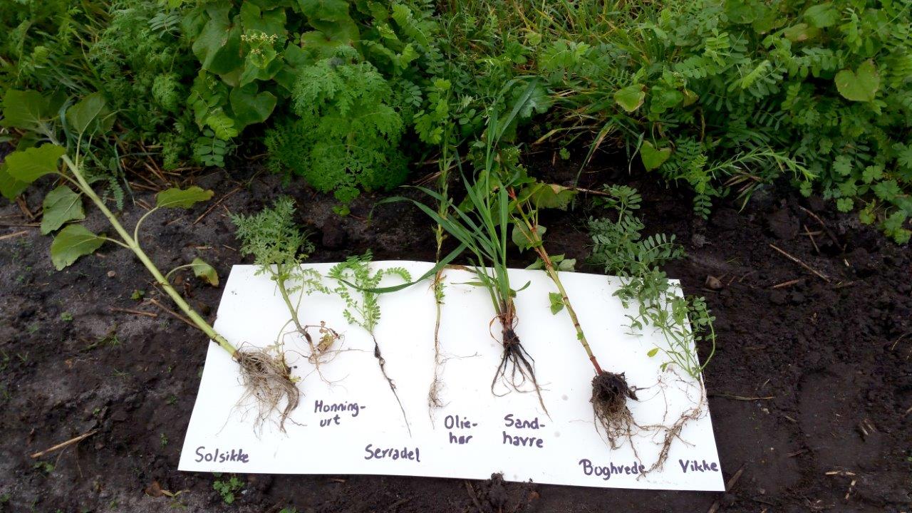 Deltagere i efterafgrødekampen