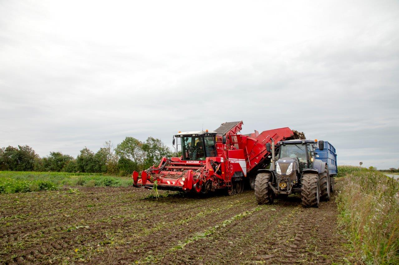 Roer er alternativ til korn – men kan roer slå andet grovfoder?
