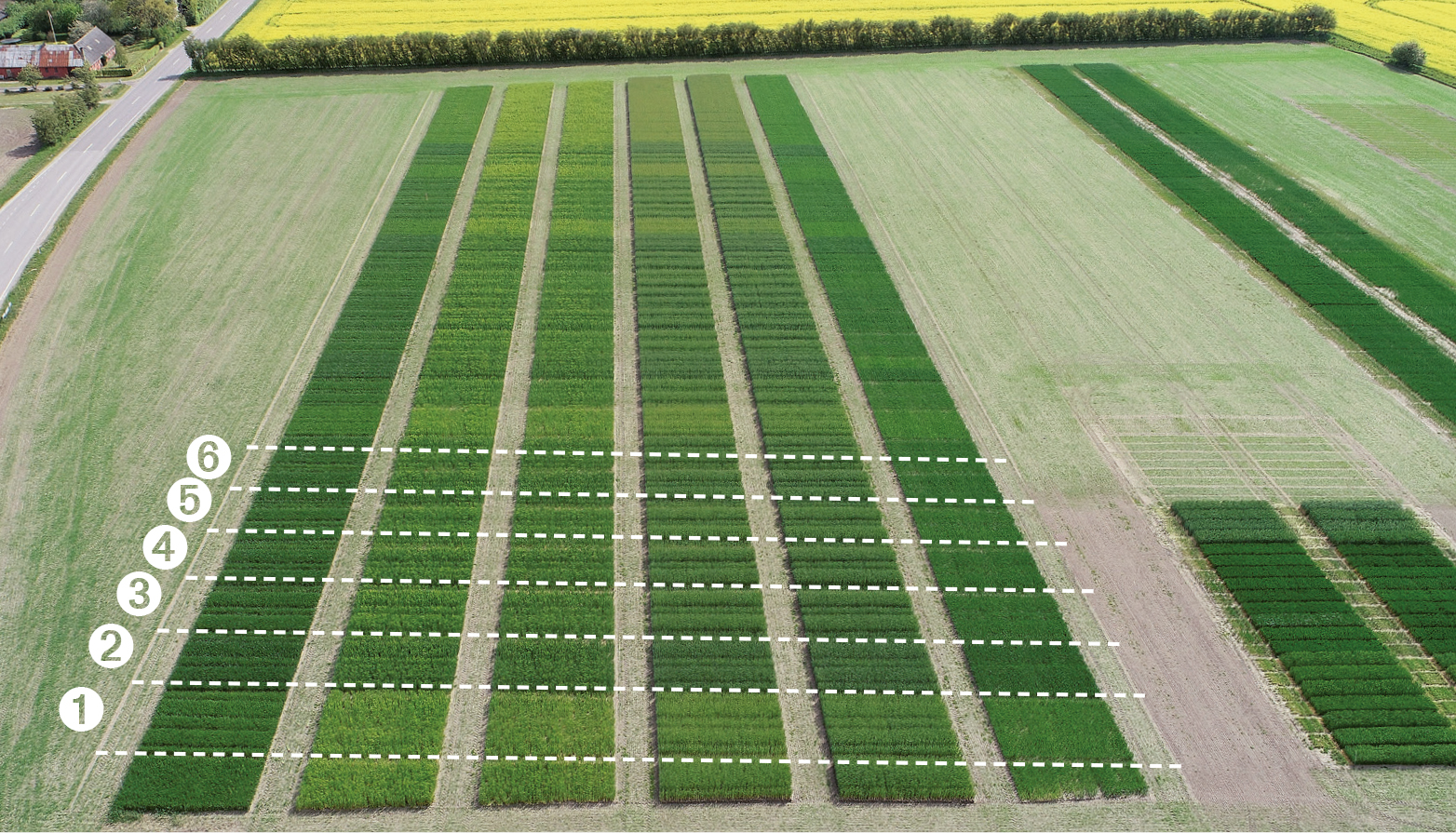 Hvor godt gøder biogasgylle?