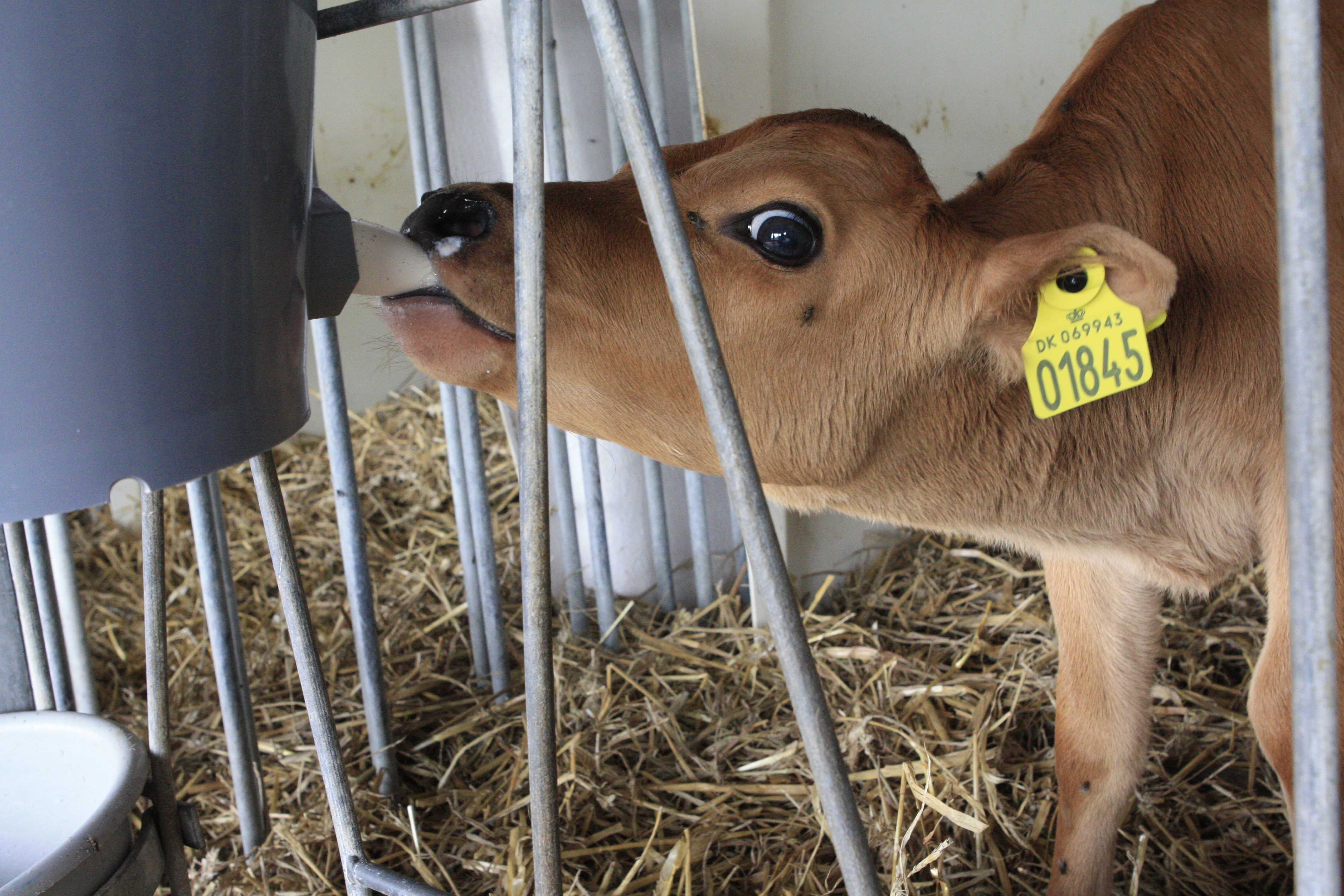 Sådan bliver kalve din glæde og stolthed