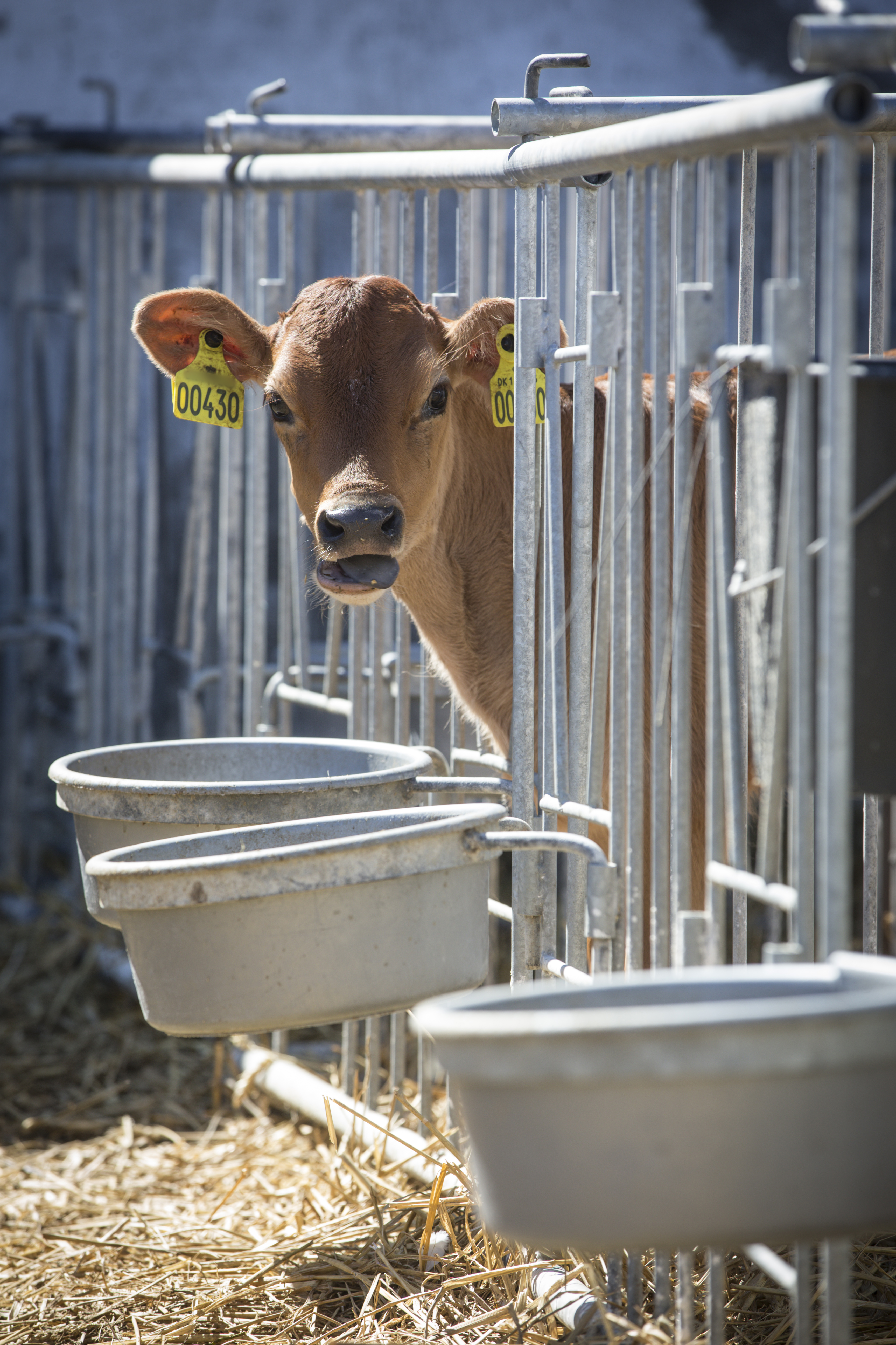 Staldskole for kalvepassere
