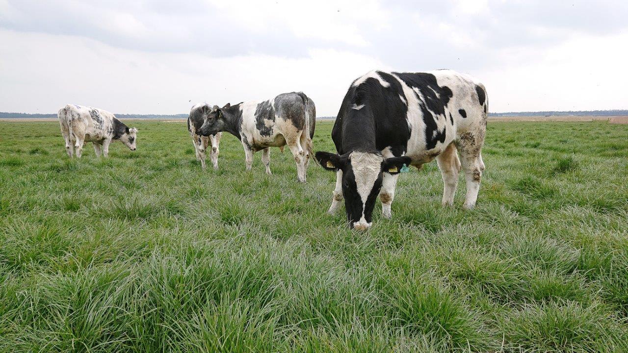Varme og tørke er ikke græsvejr